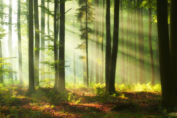employee data visibility - can't see the forest for the trees